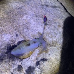 ええのんきたぁ！