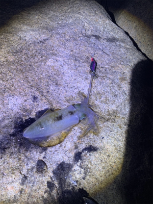 ええのんきたぁ！