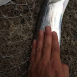 今期初タチウオ