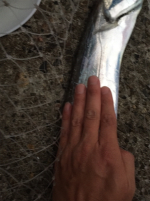 今期初タチウオ