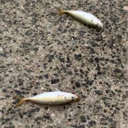 アジだらけ⁉︎