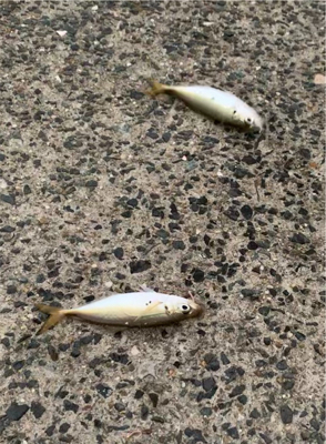 アジだらけ⁉︎