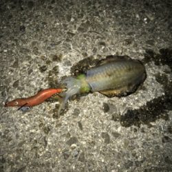 お月見エギング