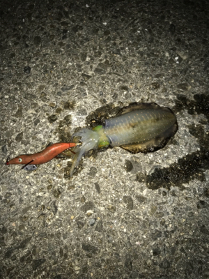 お月見エギング