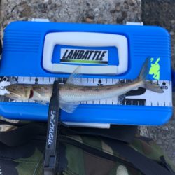 アオリイカを求めて⑥