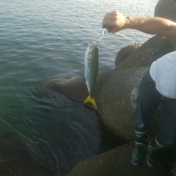 アオリイカ5杯 ツバイソ、ヒラ