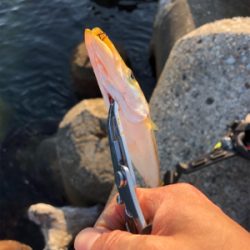 エギングのちアジング