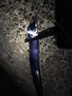 淡路島遠征 タチウオ