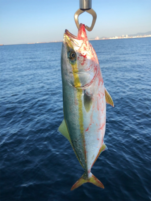 ショアジギング