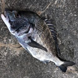 イワシやアジ群れが入っている