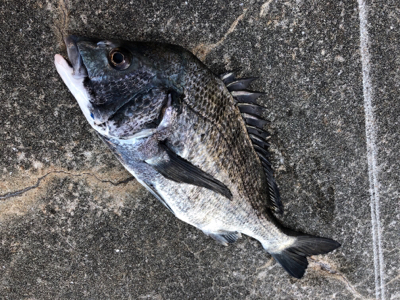 イワシやアジ群れが入っている