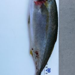 ライトショアジギング