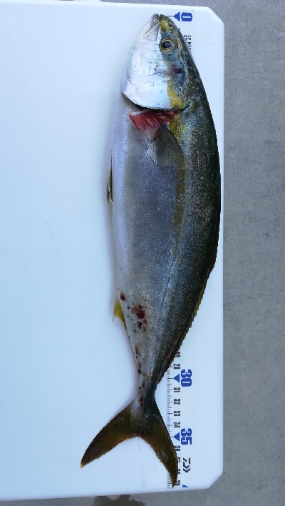 ライトショアジギング