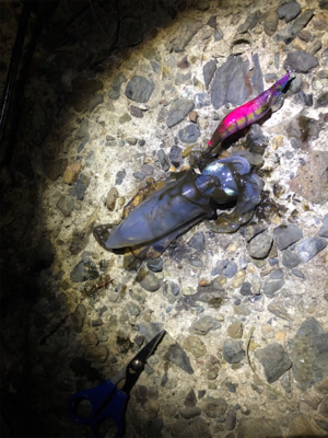 アオリイカ爆釣