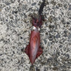 秋イカ開幕してるやん