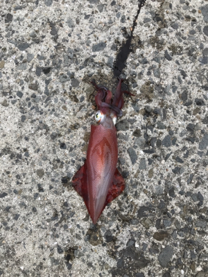秋イカ開幕してるやん