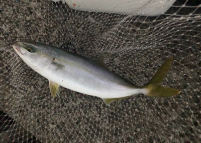 貝塚人工島ハマチ好調！