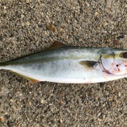 お月見からの〜ツバス