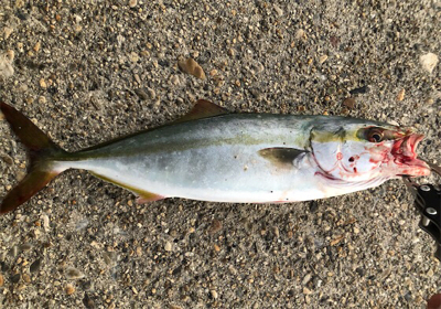 お月見からの〜ツバス