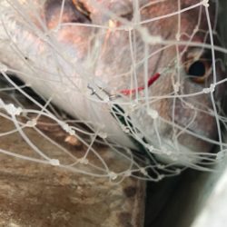 短時間で入れ食い！