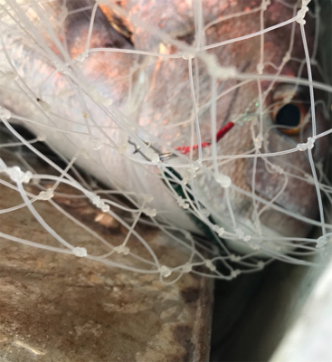 短時間で入れ食い！