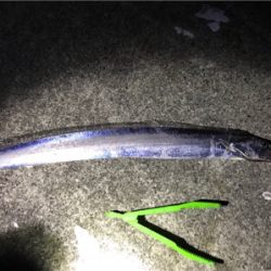 ポーアイ タチウオ サゴシ ハマチ