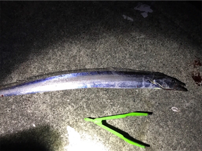 ポーアイ タチウオ サゴシ ハマチ