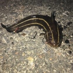 何か釣れれば良いかな