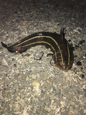 何か釣れれば良いかな