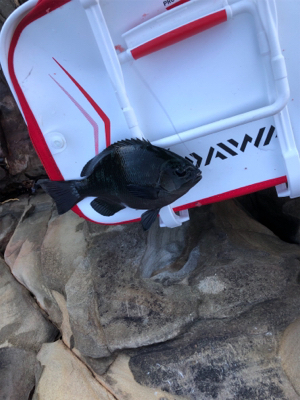 グレフカセ釣り