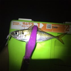 ミッドナイトアジング