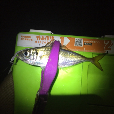 ミッドナイトアジング