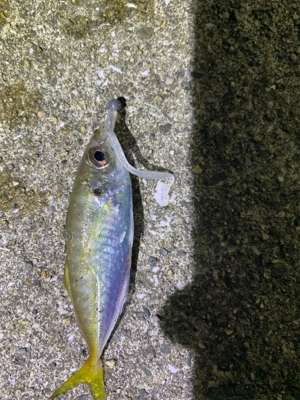 タチウオ不在も