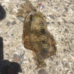 徐々にサイズアップ気味