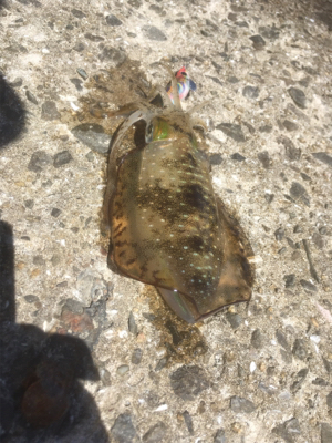 徐々にサイズアップ気味