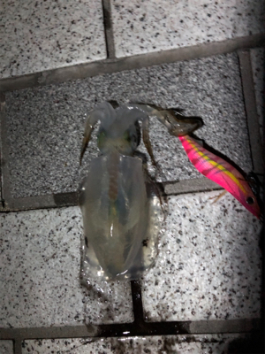 短時間エギング