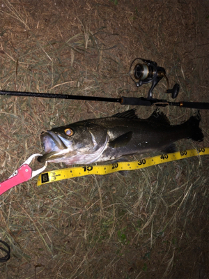 この秋初シーバス