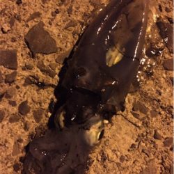 強風の中でのエギング