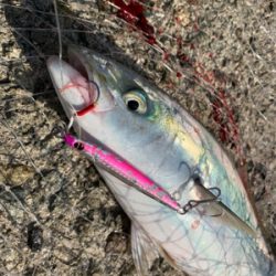 朝まづめのショアジギング