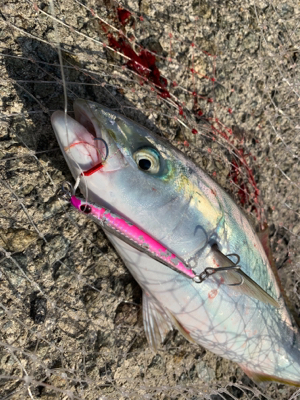 朝まづめのショアジギング