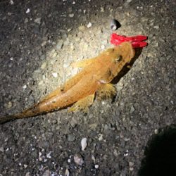 ちょい投げお手軽根魚