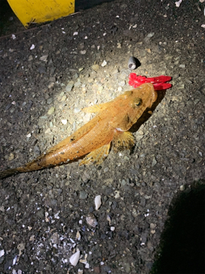 ちょい投げお手軽根魚