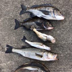 アジやサバの群れが入ってきています