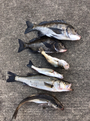 アジやサバの群れが入ってきています