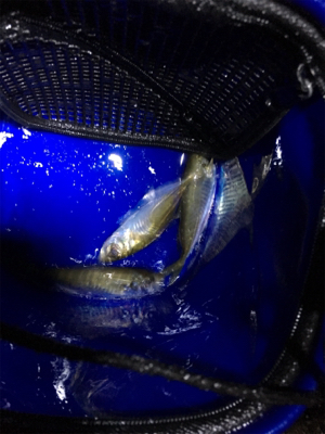 久しぶりのタチウオ