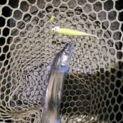 ショートバイトで4匹