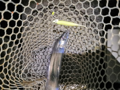 ショートバイトで4匹