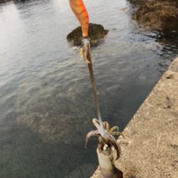 エギング初心者が秋イカを求めて