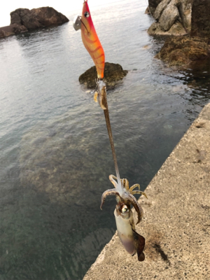 エギング初心者が秋イカを求めて