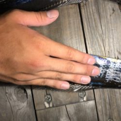 シーズン来たかな